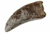 Serrated Tyrannosaur Tooth - Judith River Formation #192601-1